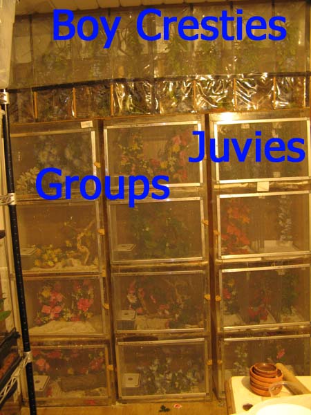 boys and groups cages